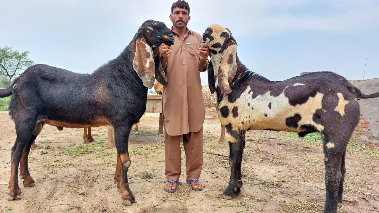 AMRITSERY BEETAL BREEDER AND MAKHI CHEENY | TOP CLASS QUALITY