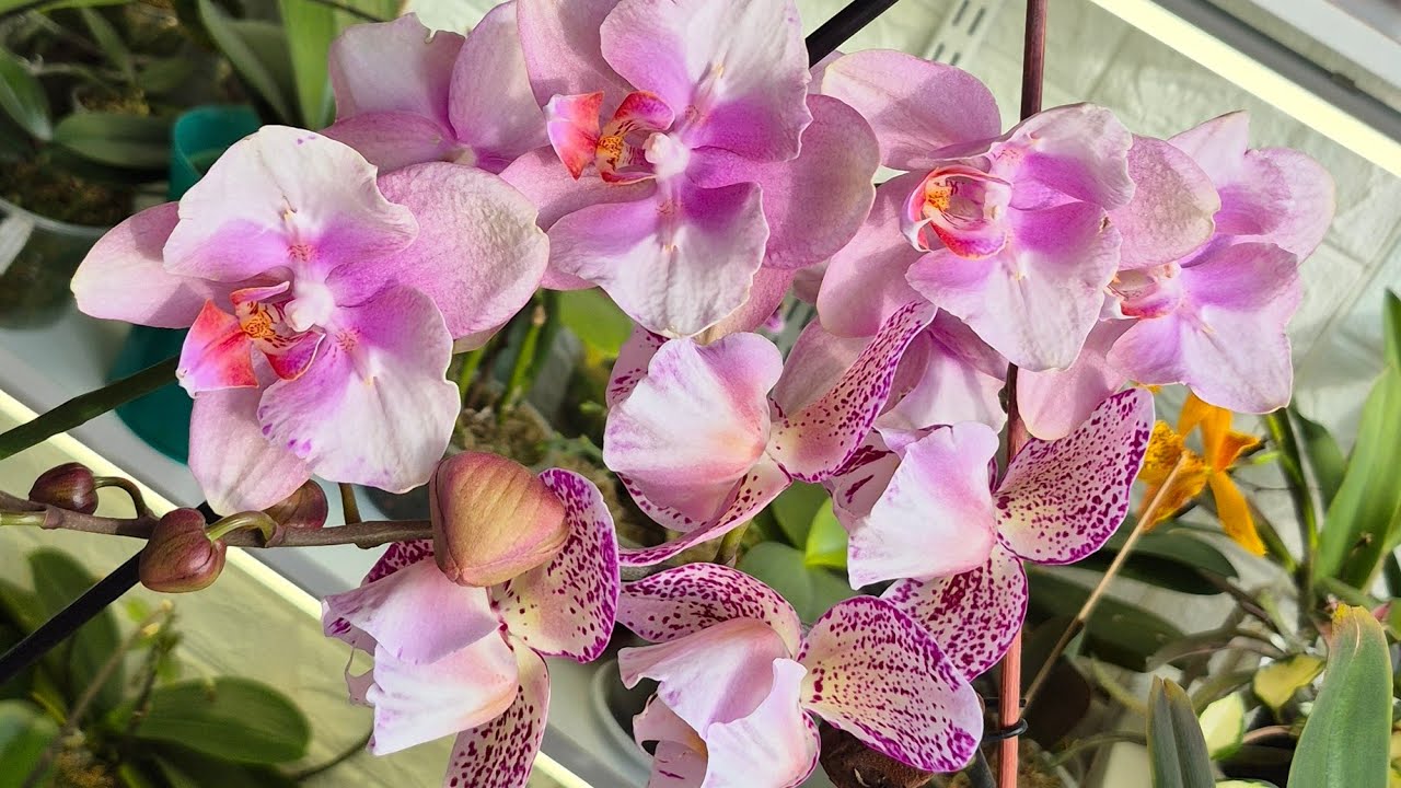 Огляд дорослих фаленопсисів🌺🌷🌿# orchids #phalaenopsis #plants #метелики#пелори