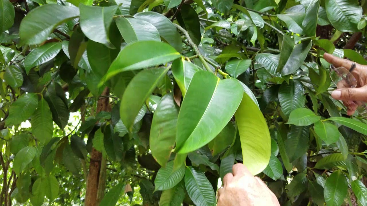 Mangosteen trees in the southern Philippines