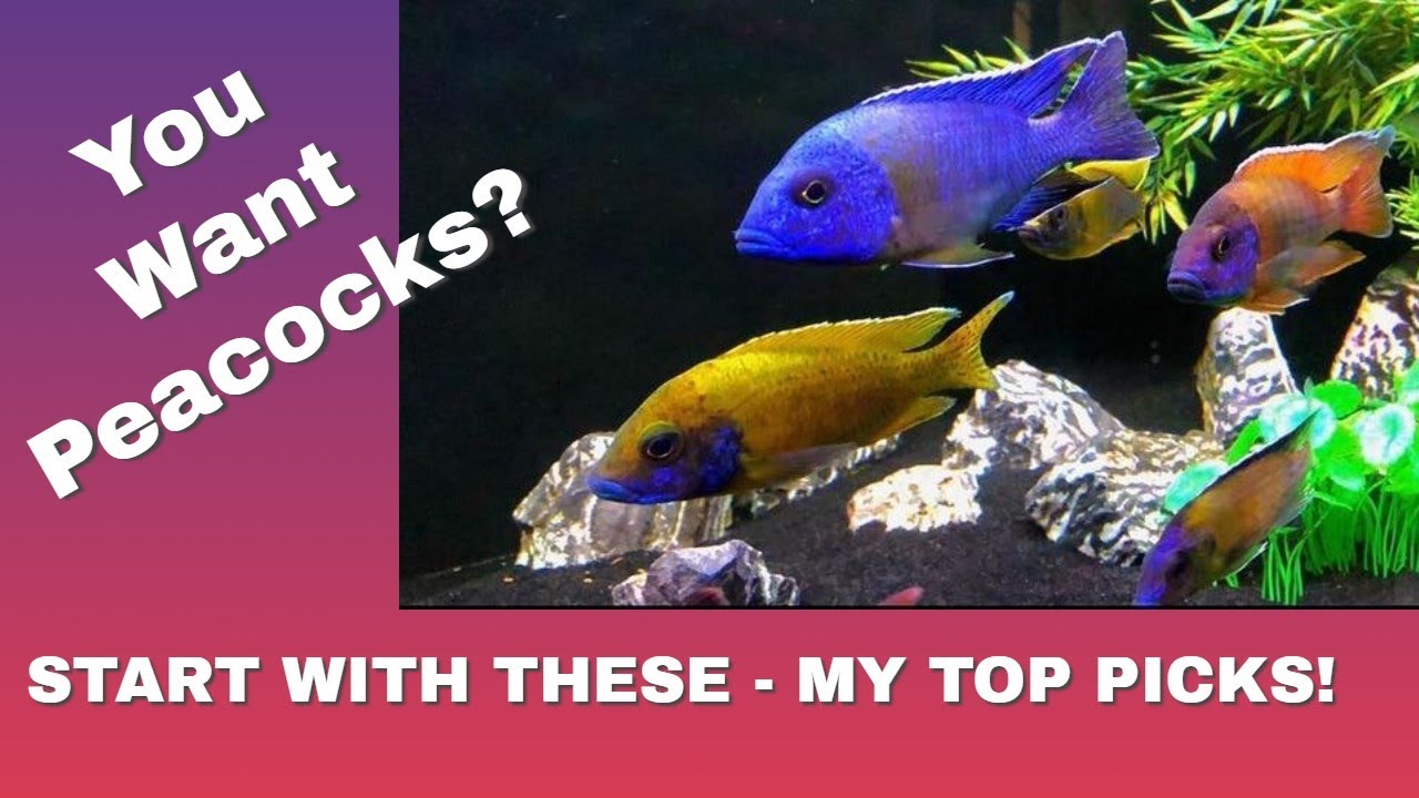 My 5 Top Picks - The Best Peacocks to Start Your African Cichlid Aquarium!