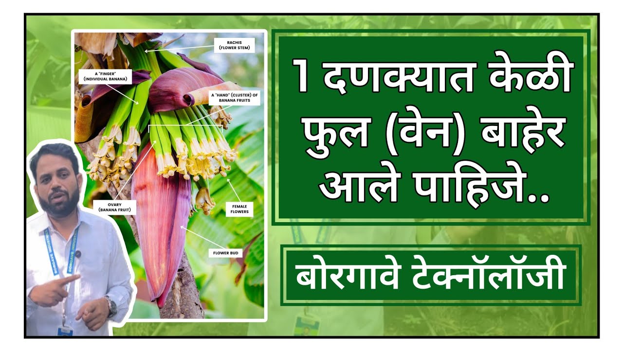 केळी फुल(वेन) 1 दणक्यात बाहेर आले पाहिजेत? ह्या चुका करू नका? #borgave #banana #केळी #kela #बोरगावे 