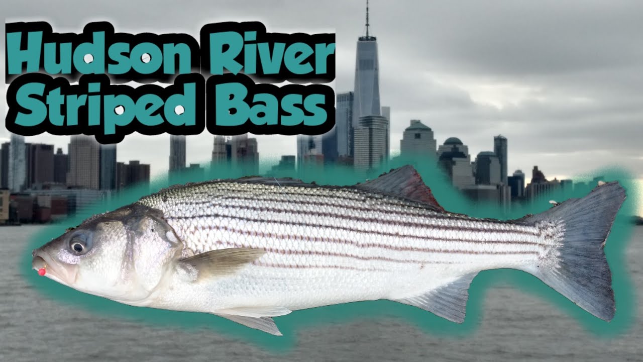 Striped Bass Fishing with a New York City View
