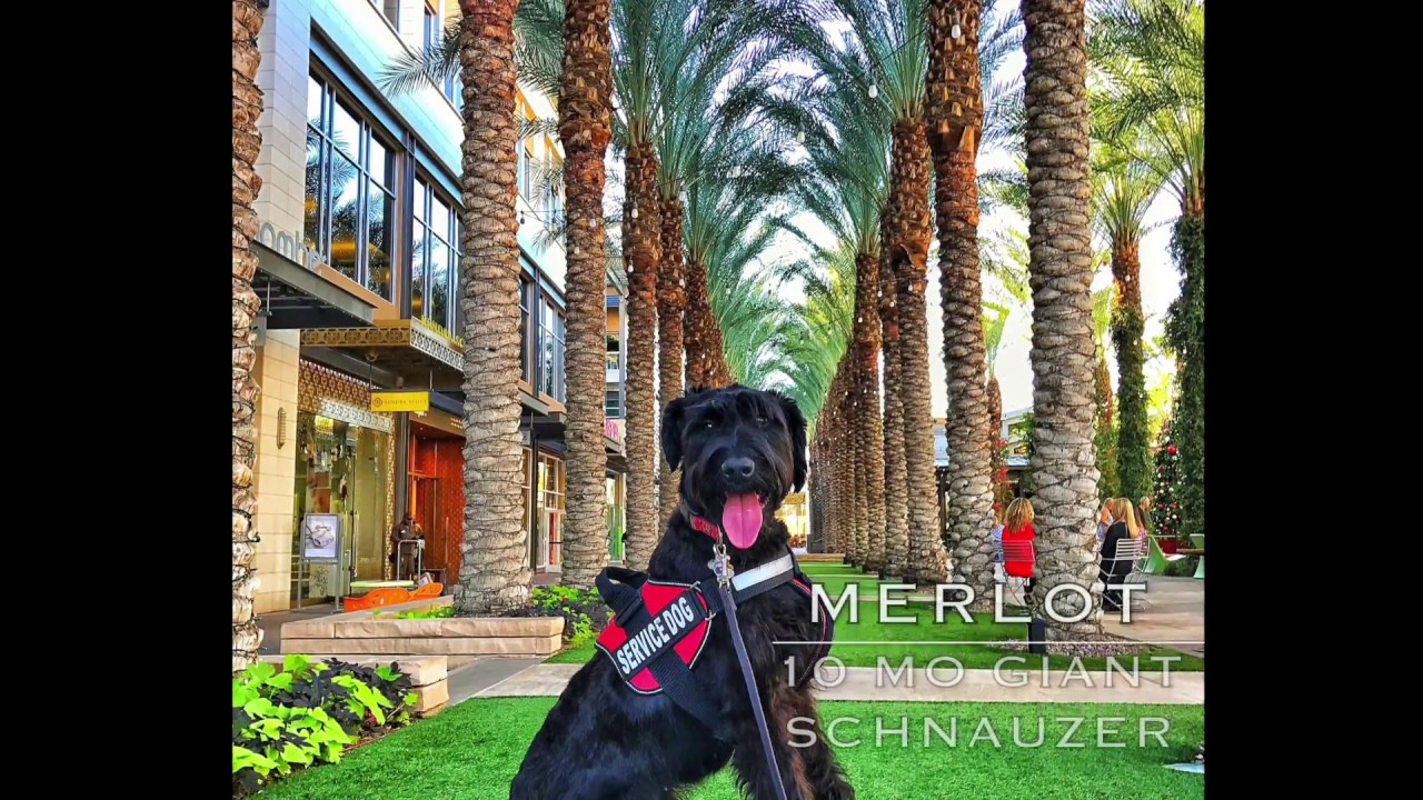 Merlot 10mo Giant Schnauzer~ Best Giant Schnauzer K9 Training Phoenix~ Service Dog Training