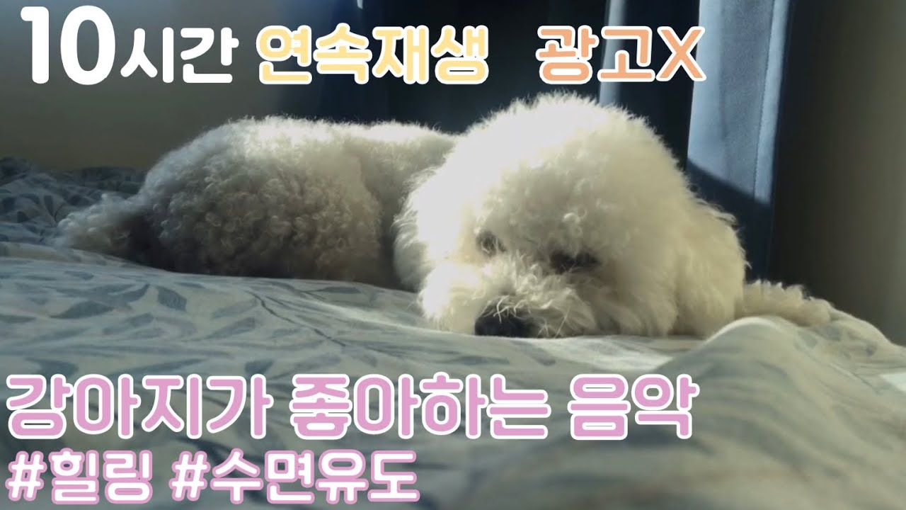 dog music to go to sleep/강아지수면음악