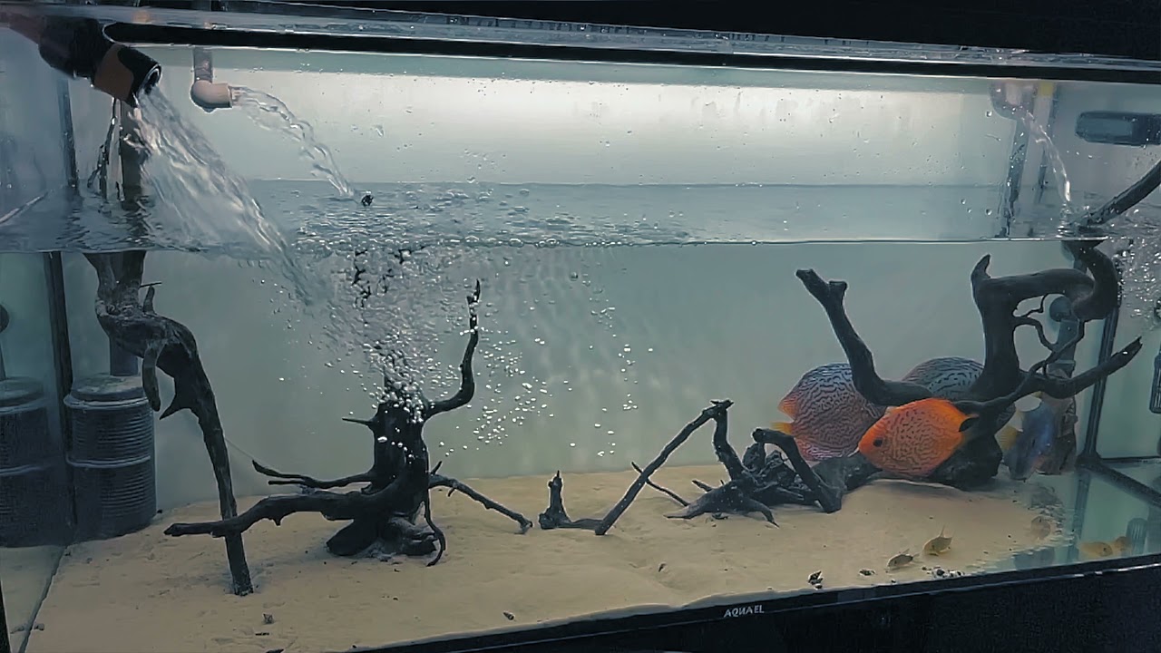 Дискусы и подмены воды