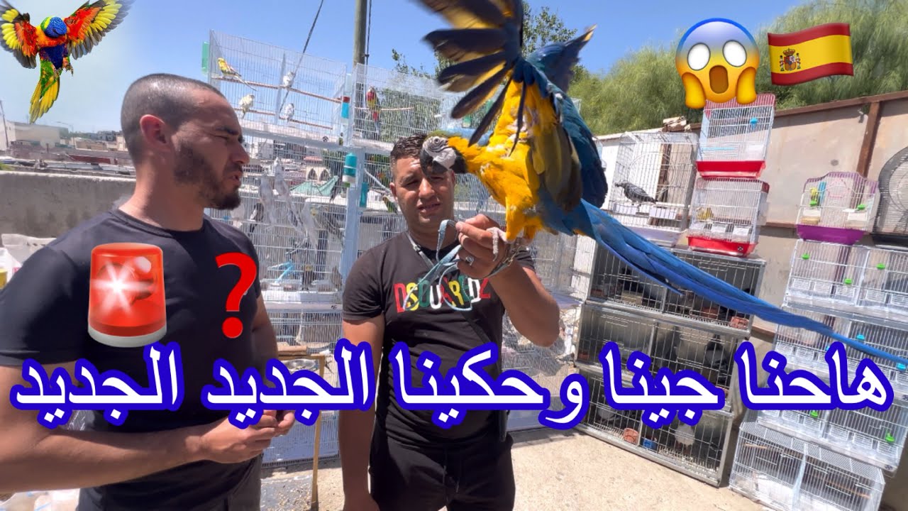 هاحنا _#birds جينا وحكينا 🇪🇸😱_#🙋‍♂️🫶❤️وسيكين سفينة _#😂🚢 الأتمنة جد مناسبة في طيور في _#طنجة-#🇲🇦🦜🏳️