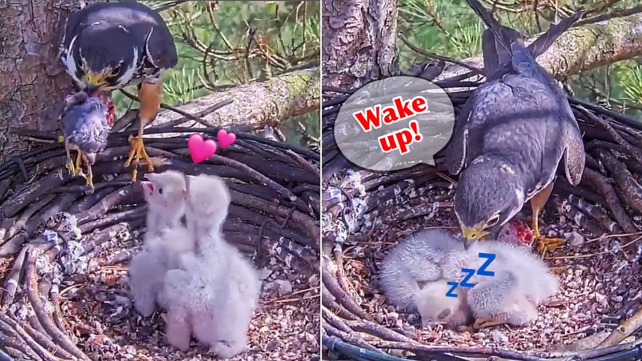 #19🦅🐥7°🐥7°／Falcon Nest 2025🇬🇧 Forestry England South Forest District／Powerd by WildlifeWindows