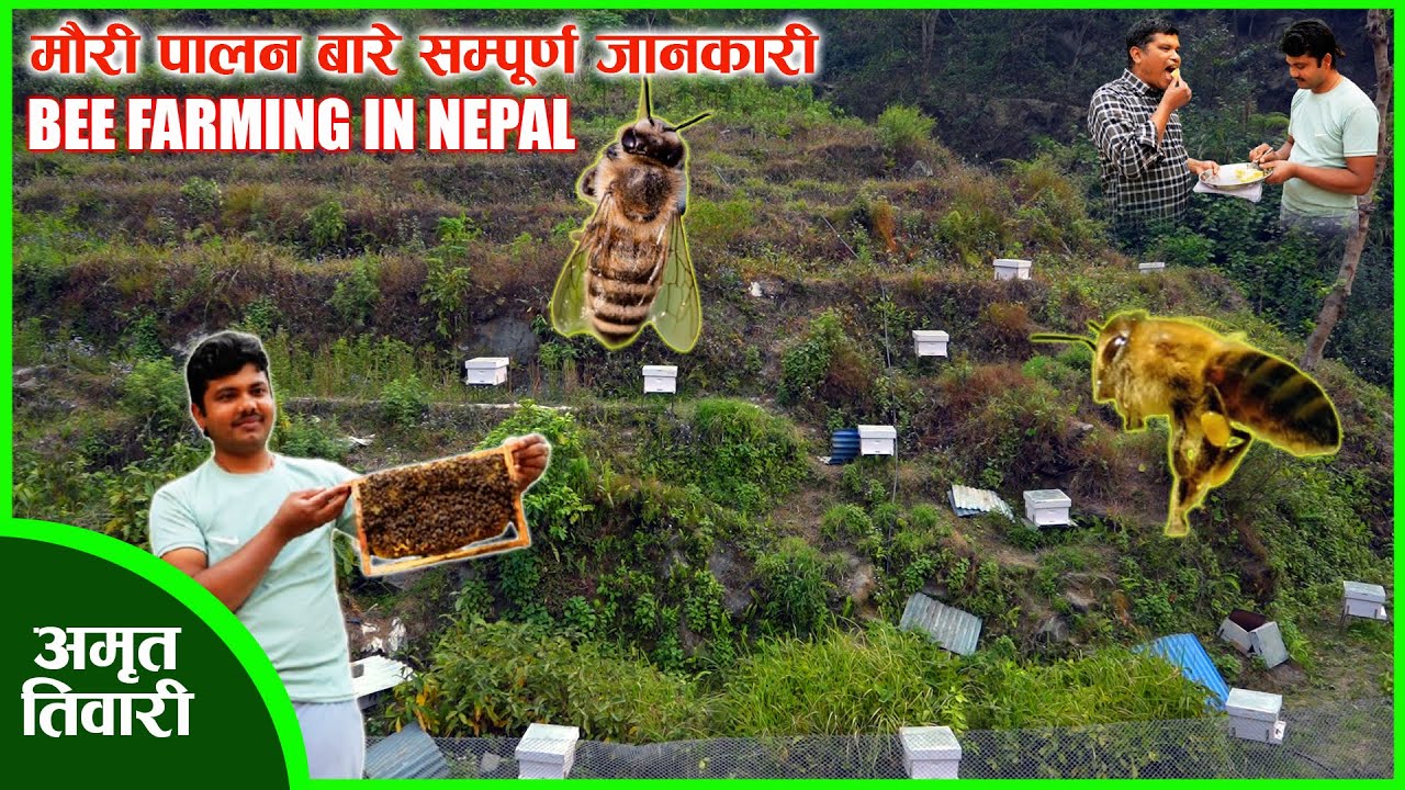 मौरी पालन कसरी गर्ने सबै जानकारी एउटै भिडियोमा ll BEE FARMING IN NEPAL ll ६ महिनामै फाईदा लिन सकिने