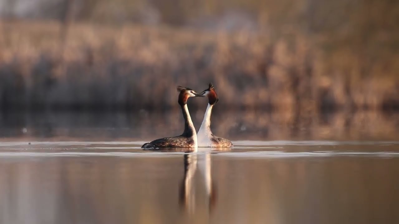 Great crested grebe courtship dance