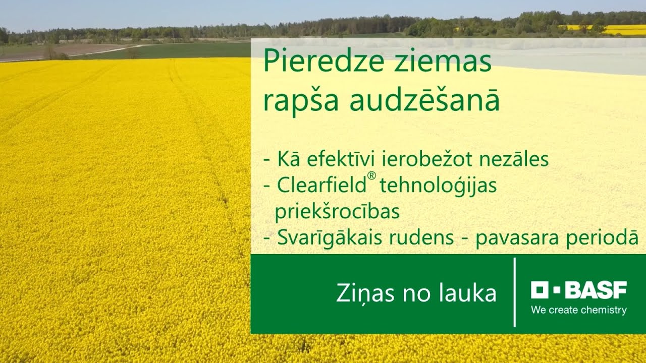 Tradicionālais un Clearfield&reg; ziemas rapsis &ndash; pieredze, lietojot BASF tehnoloģiju