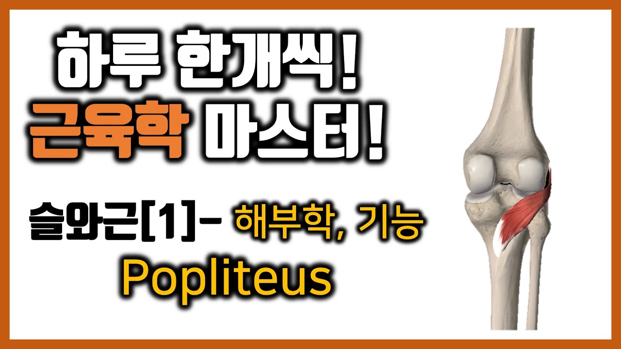 [힐링무브 근육학] 6-11-[1]. 슬와근(오금근)의  해부학과 기능 | healingmove