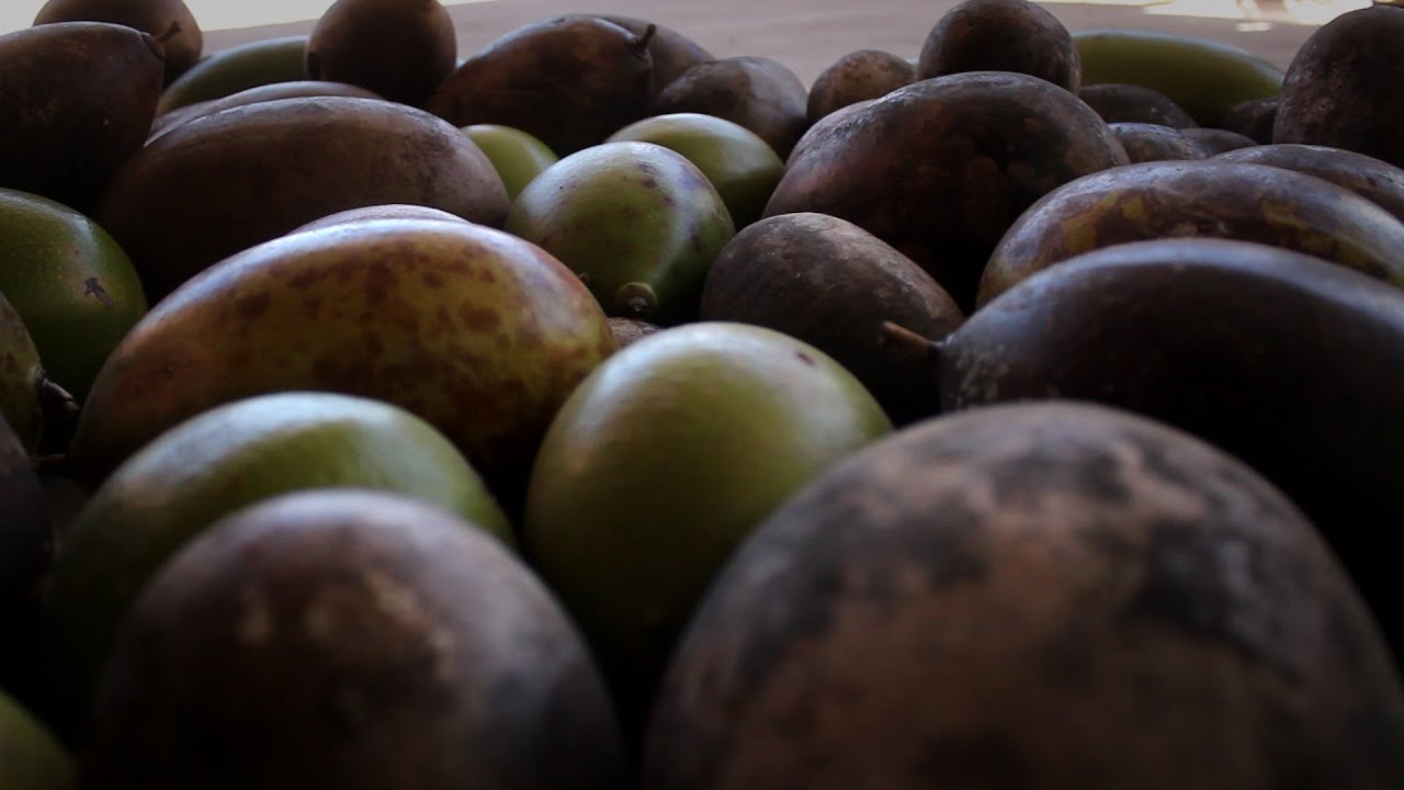 Elaboración de Artesanías con Totumo (Crescentia cujete) - TvAgro por Juan Gonzalo Angel