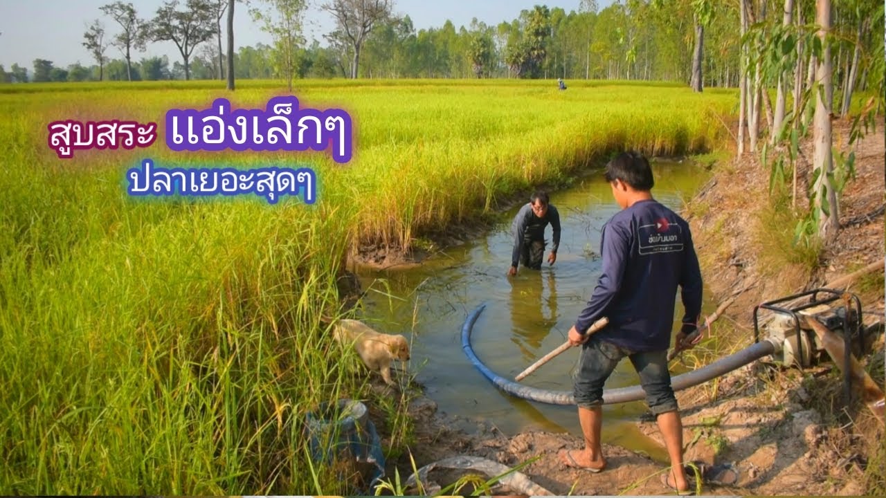 สูบสระ จับปลา กลางทุ่งนา เเอ่งเล็กๆน้ำนิดเดียว เเต่ปลาเยอะจนจับไม่หมด / บ้านนอก EP.544