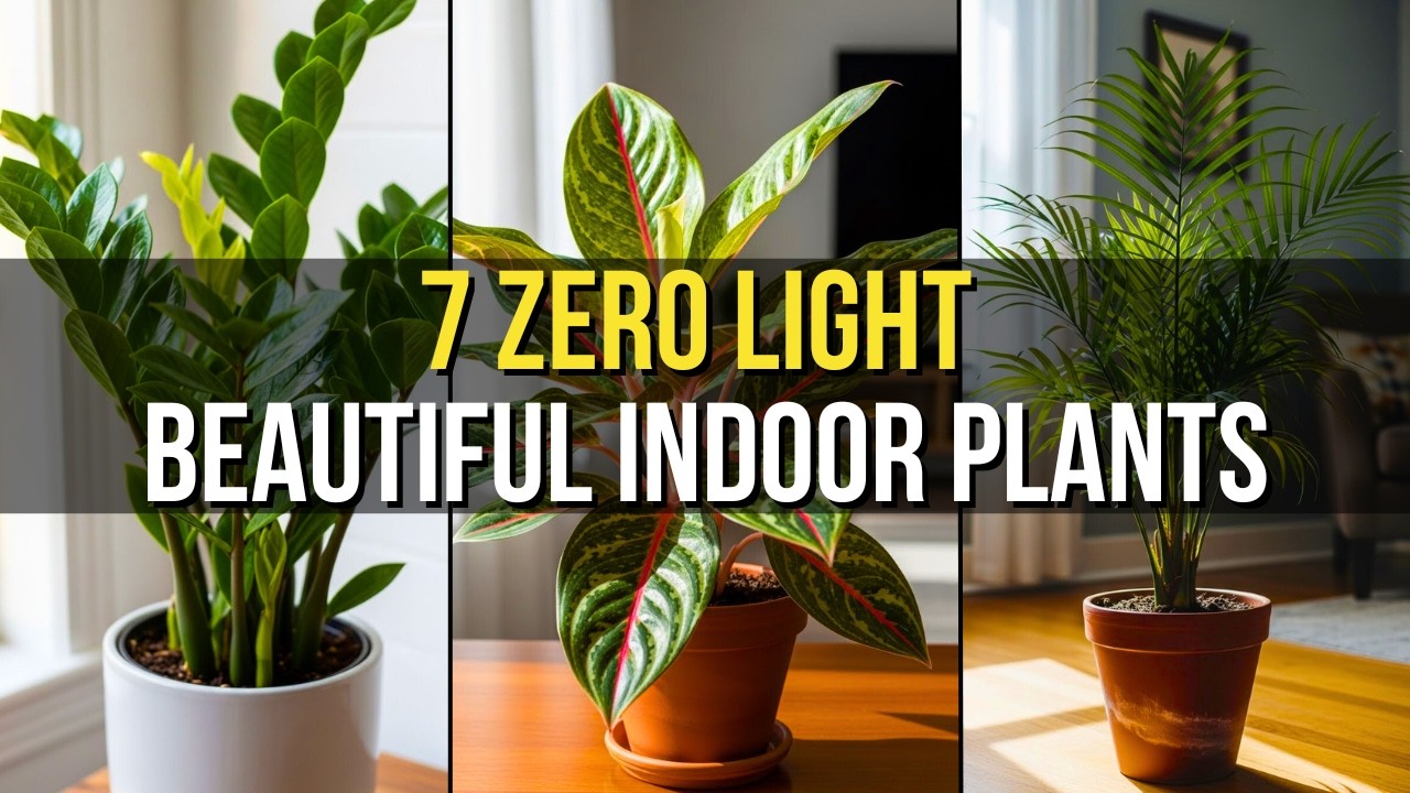 7 Stunning Houseplants That Thrive in Zero Sunlight