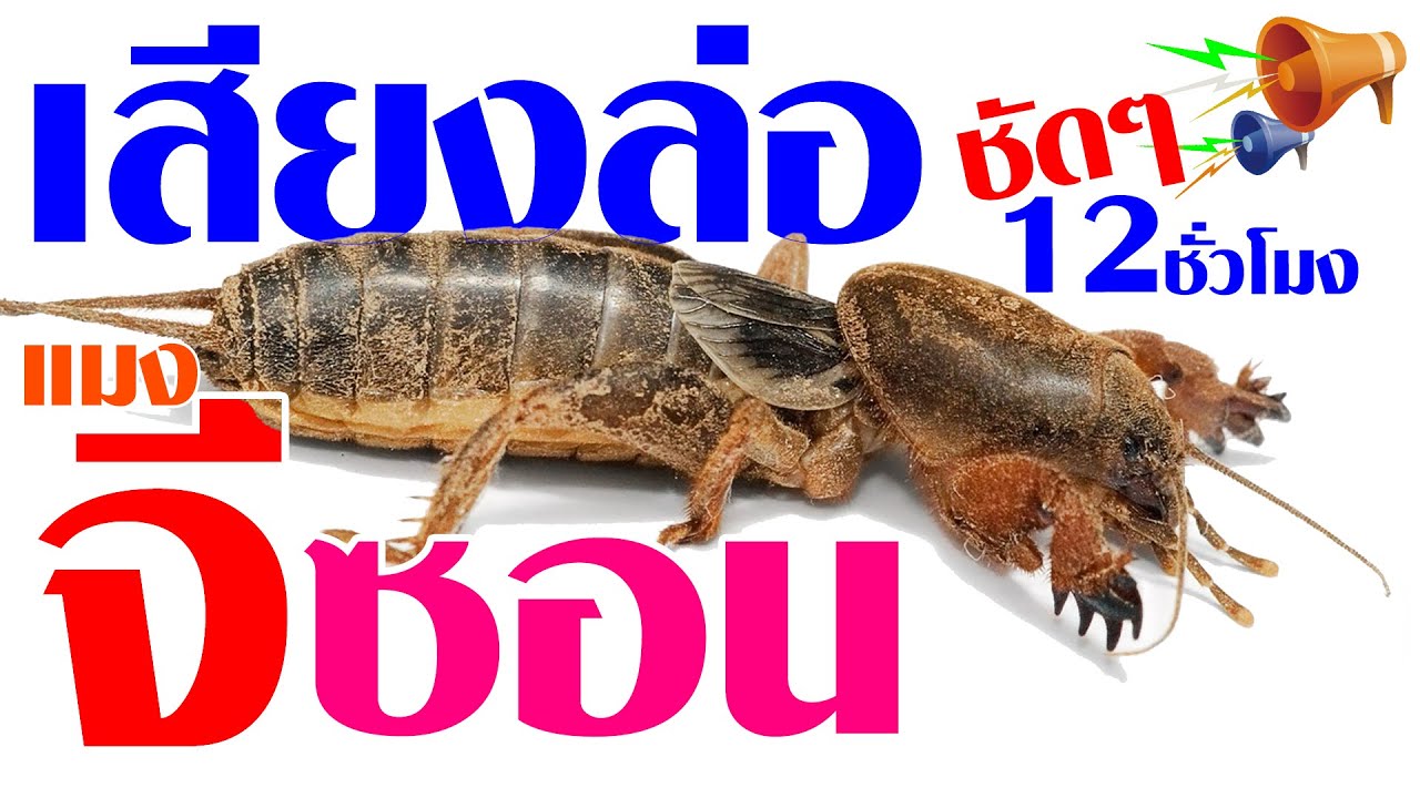 เสียงล่อแมงจีซอน ดังๆชัดๆ 12 ชั่วโมงเต็ม ได้ผล 125% #เสียงธรรมชาติ #เสียงสัตว์ #แมงกะชอน