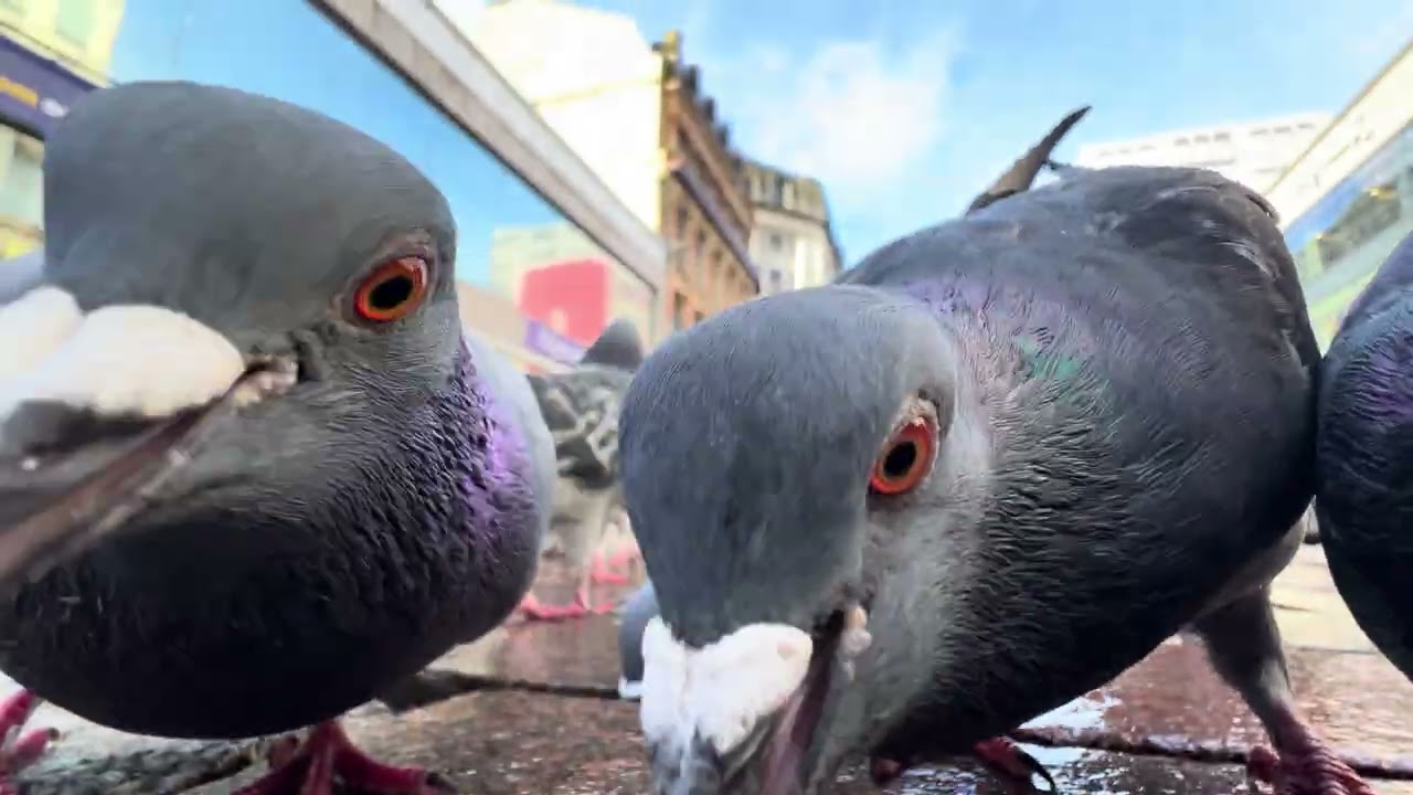 Pigeons and flapjack on Argyle St Glasgow 