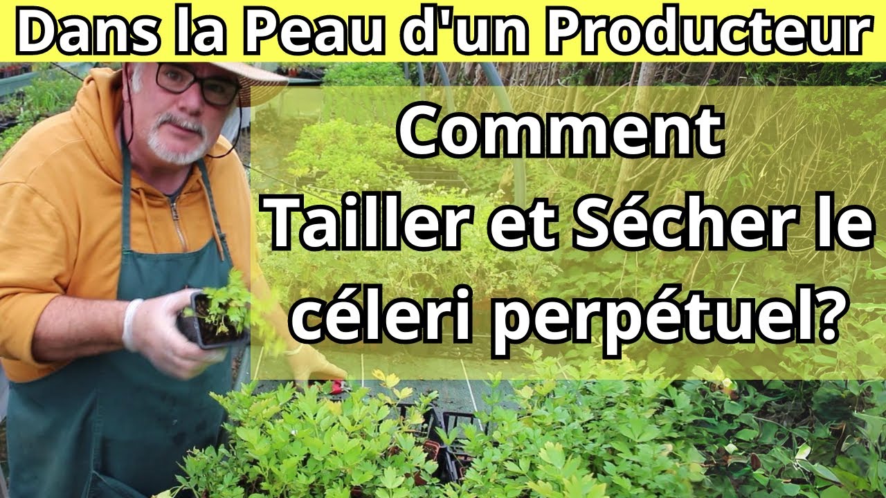 Apprenez &agrave; Tailler et Comment S&eacute;cher le c&eacute;leri perp&eacute;tuel?