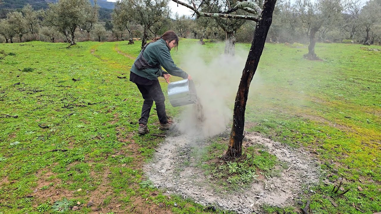 Repartiendo ceniza en el huerto, vamos a recoger por fin