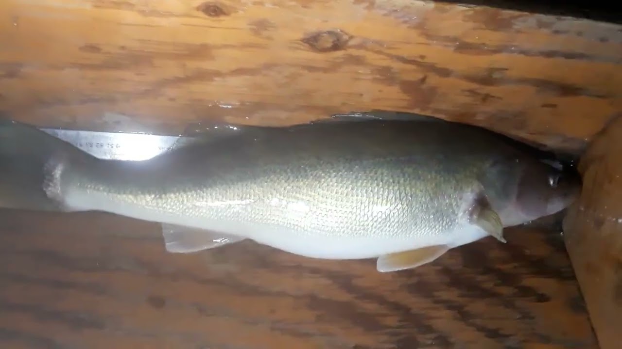 Walleye 27