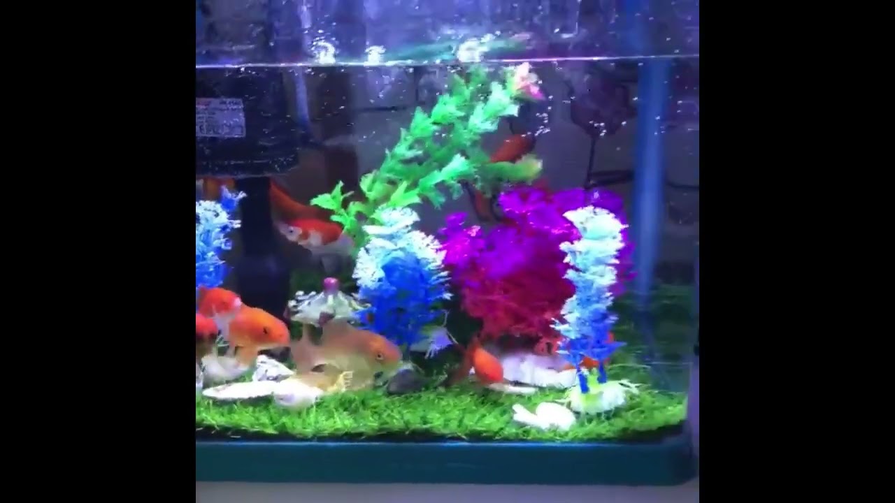 FREESEA 2 gallon Acrylic Fresh keeping Fish Tank, Equipped With Filtration And Lightin