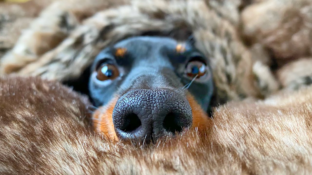 A cold day, Dachshunds hide under a blanket.