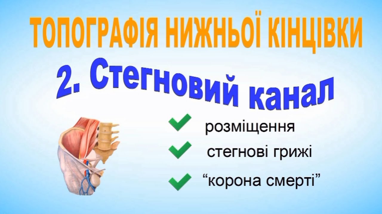 Стегновий канал  Анатомія