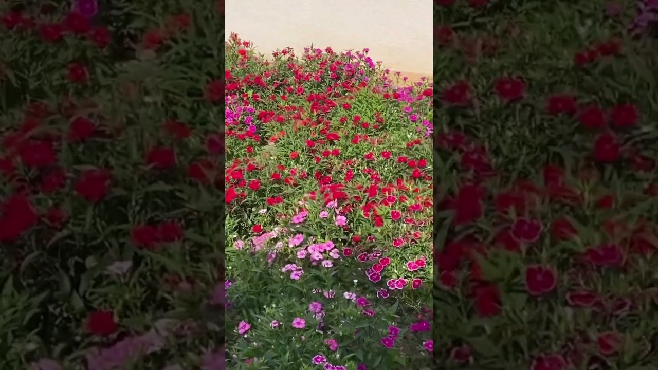 패랭이꽃밭 유지관리법