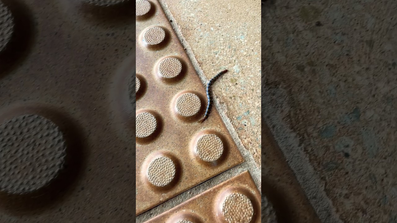 Racing Centipede! #outbackaustralia #nature #centipede