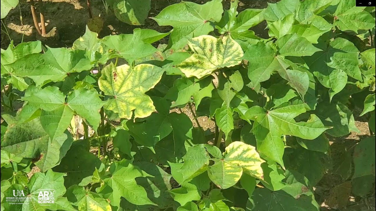 2020 Herbicide Symptomology - Bleachers