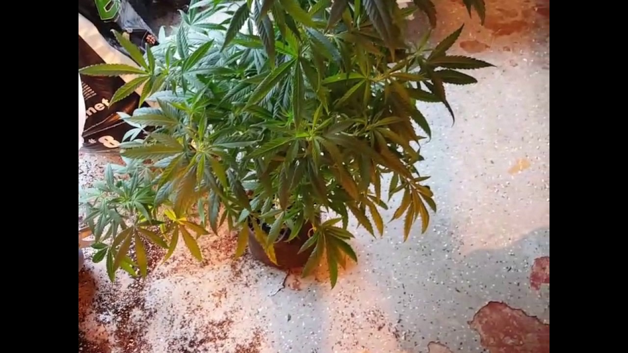 How to grow marijuana tips on transplanting plants from veg to flower stage.