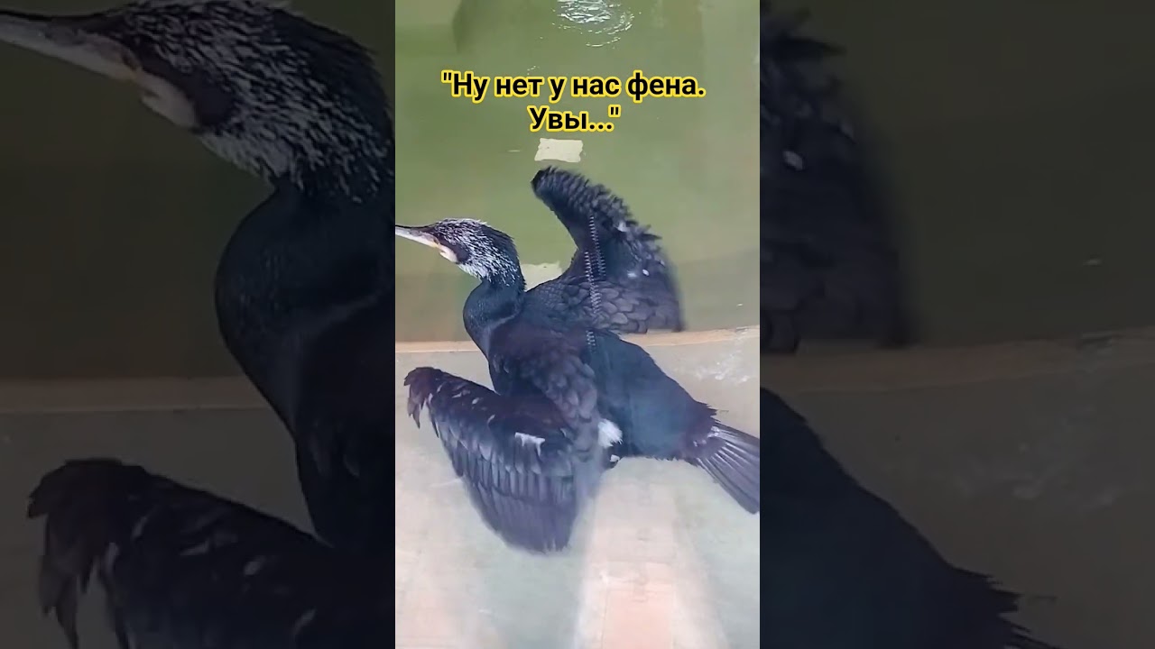 Так бакланы вынуждены сушить перья.