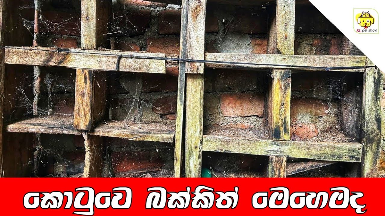pigeon cage problem |පරවී බක්කි මෙහෙමනම් සත්තූ බෝවෙන්නෙ නෑ | paravi kudu | sl pet show