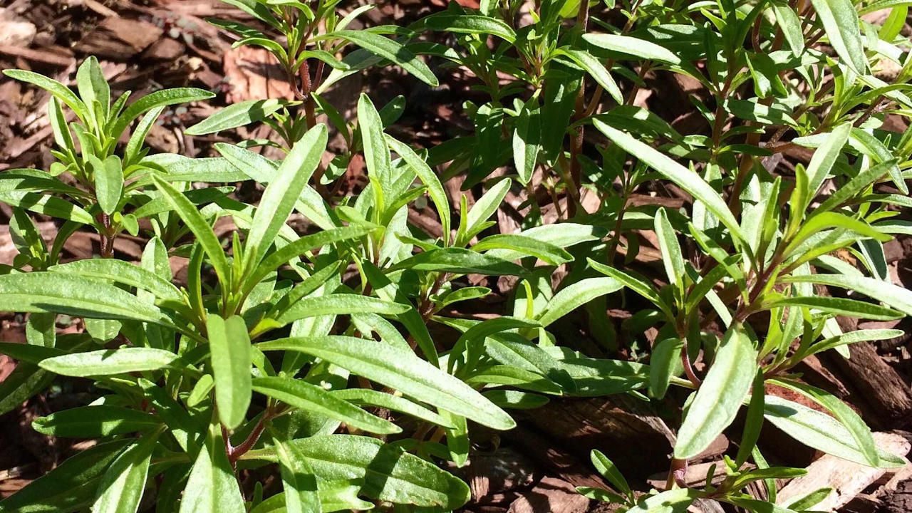 Summer Savory Patch Growth Update - Zaatar