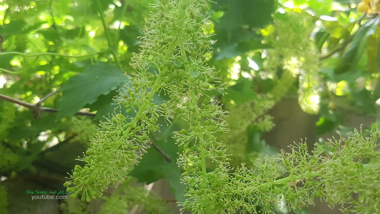 زراعة وانتاج العنب 🍇 في السودان