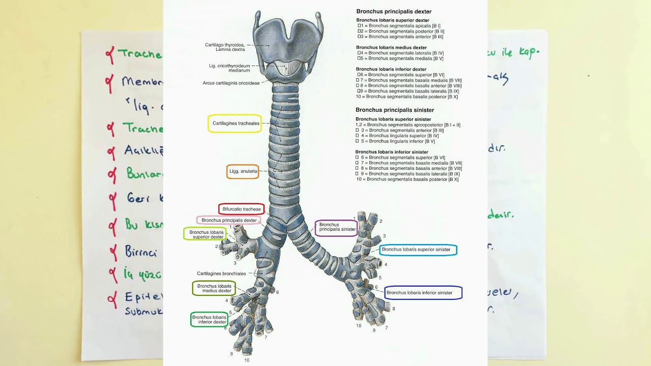 Solunum Yolu (Trachea) Anatomisi