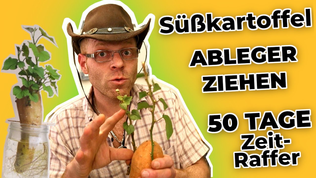 Süßkartoffel Ableger ziehen und bewurzeln -  50 Tage ZEITRAFFER