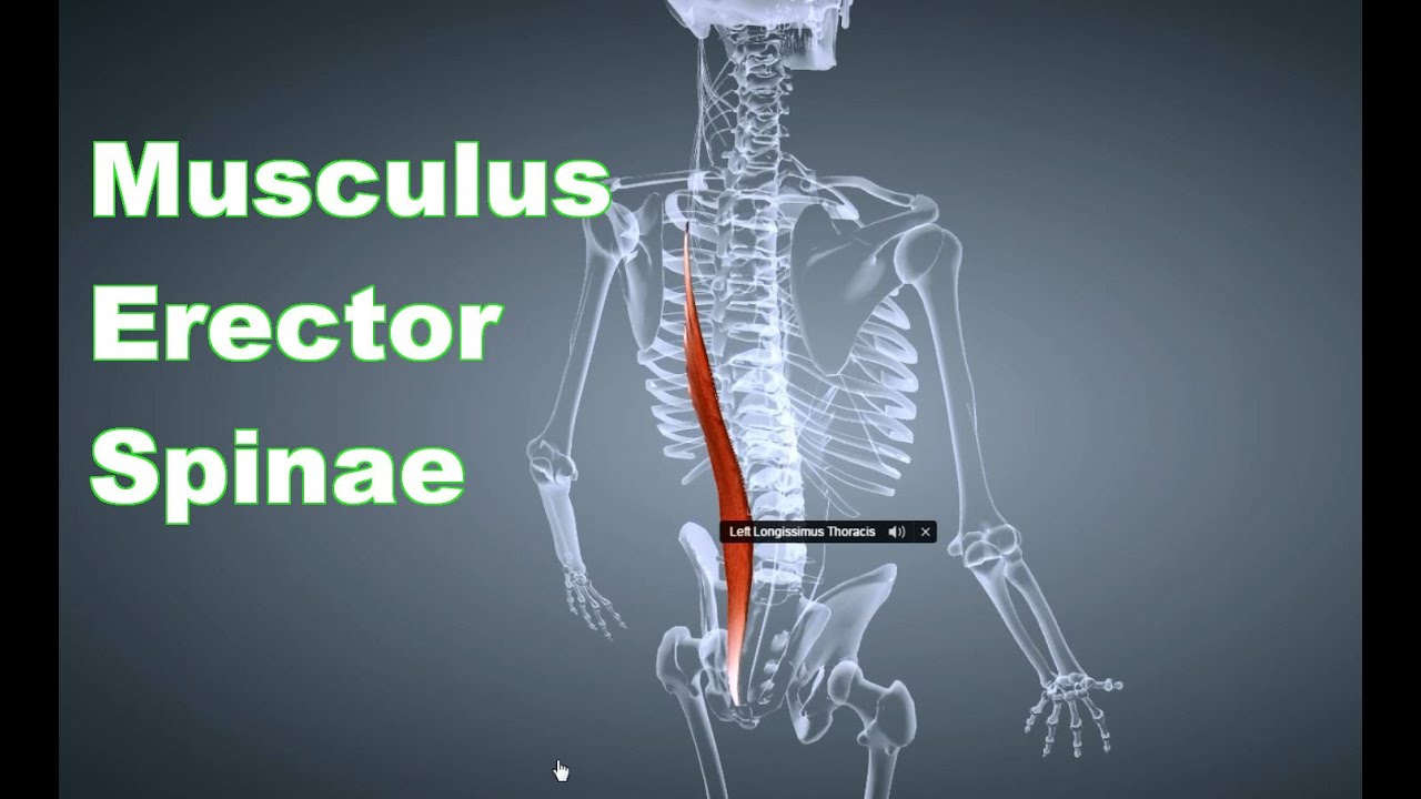 M. Erector Spinae Rückenstrecker: Ansatz, Ursprung, Funktion, Körperübung, B-Lizenz Prüfung