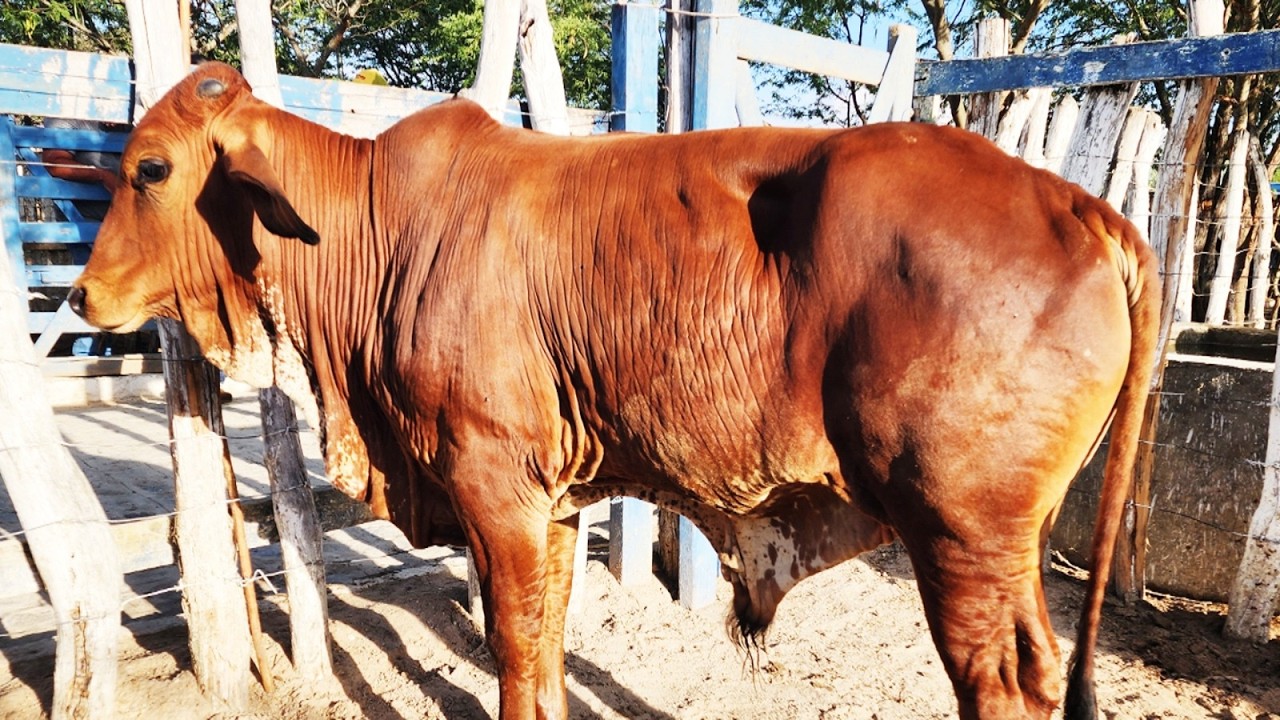 FEIRA DO GADO EM CUPIRA-PE   11-02-2026 #nordeste