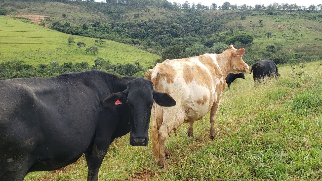 Preço do leite em alta!!🙏🙏