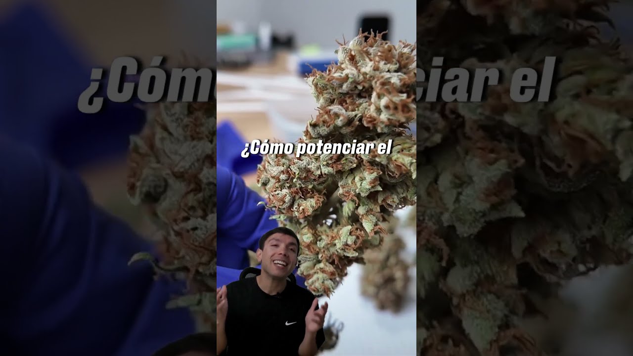 C&oacute;mo Hacer un Buen Curado en Cannabis