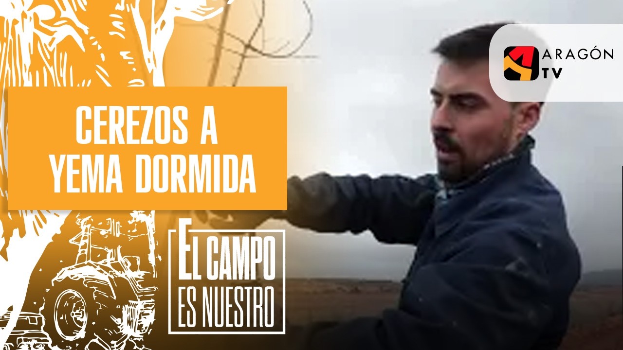 Josema planta cerezos a yema dormida