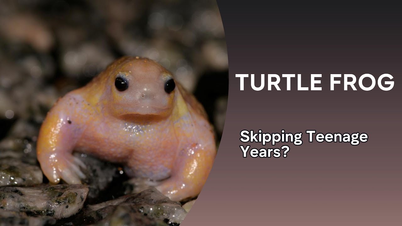 Why the TURTLE FROG is Nature's Weirdest Oddity #nature #wildlife #animals