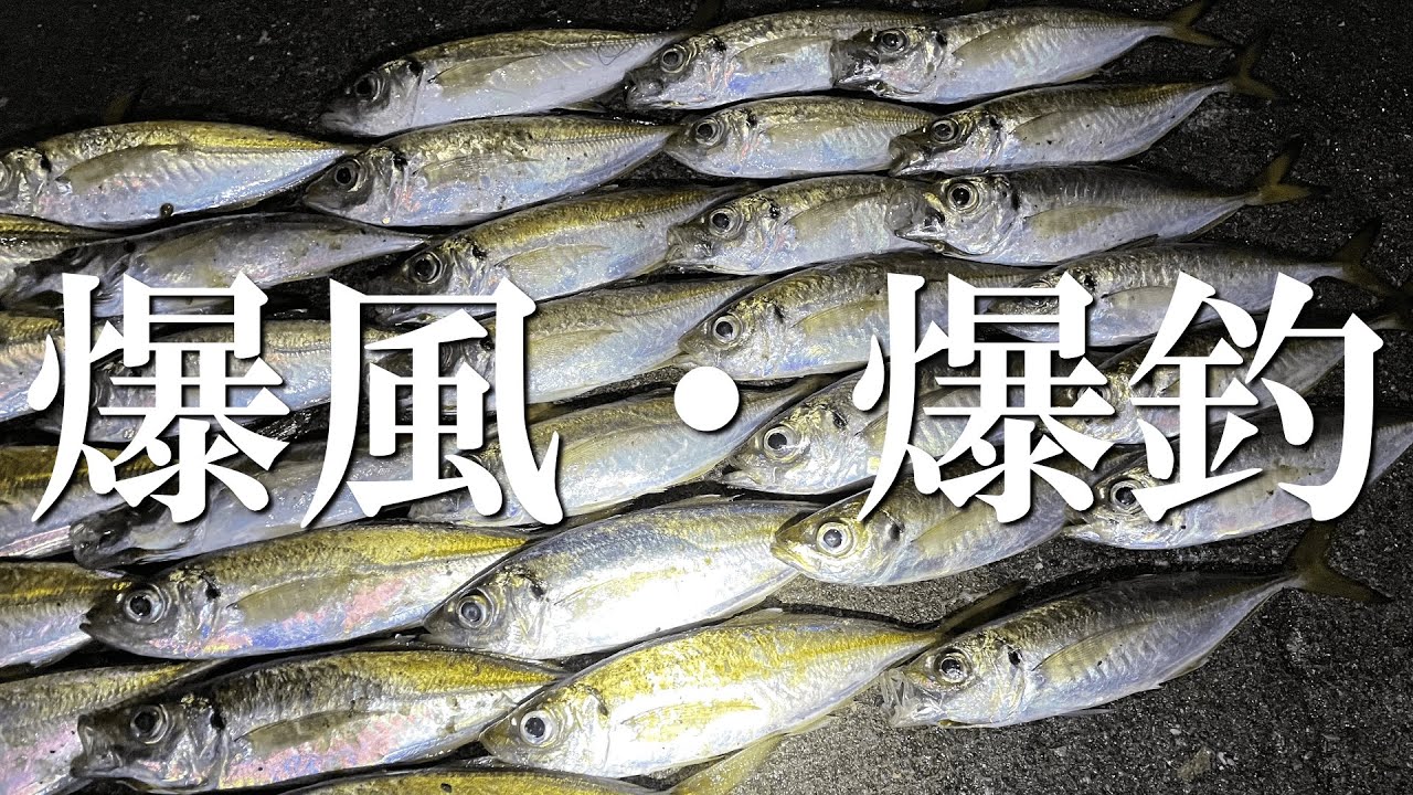 アジング初心者必見！爆風でもアジ爆釣！