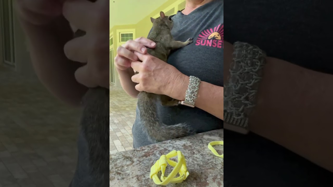 How to put on a harness and leash from TheSquirrelBoutique at ETSY