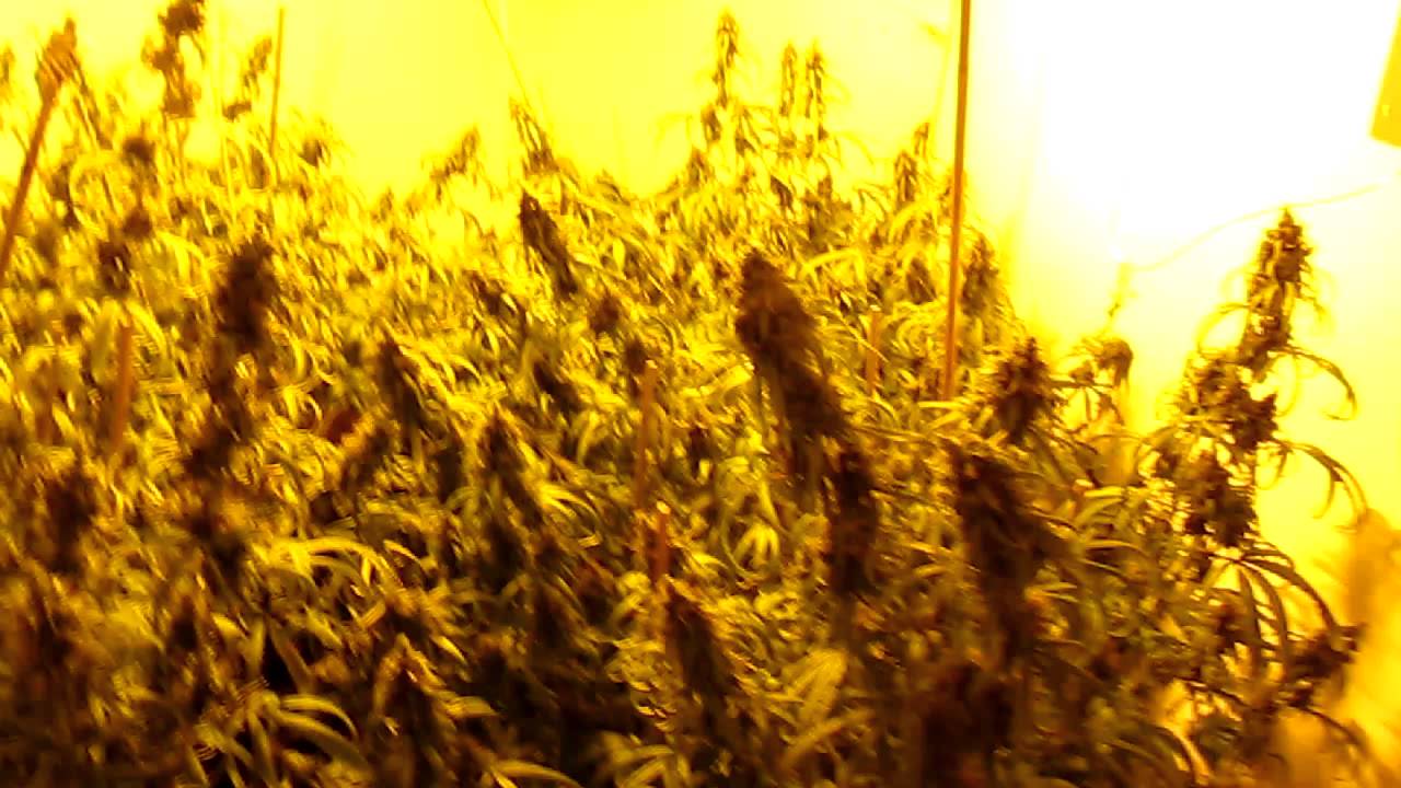 Medical Marijuana Super Silver Haze - Week 12 of Flowering