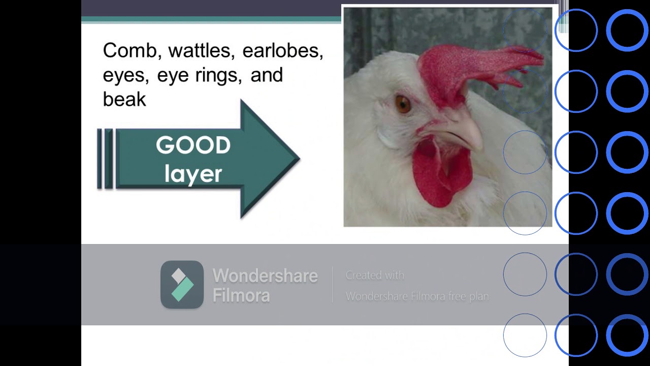 Selection and culling of layer