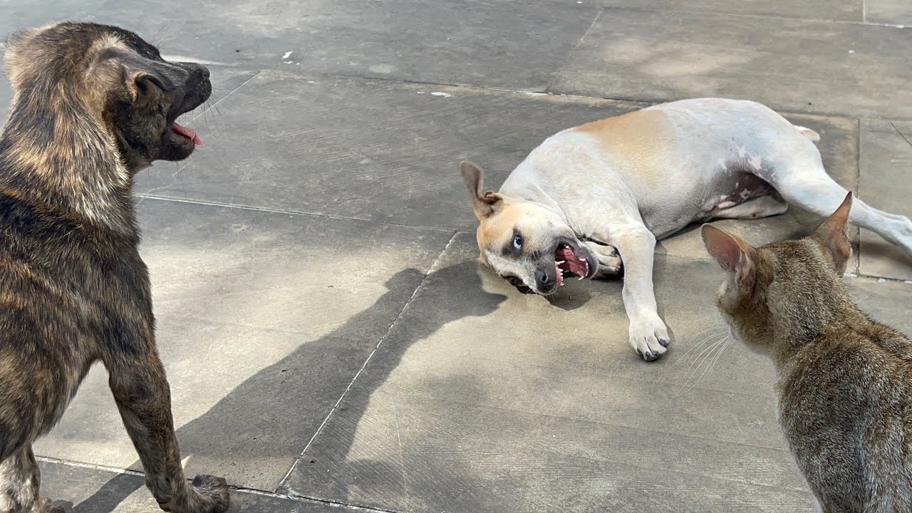 Little Puppies Stella Emmy and Bellow  play together closely | LUCY Official 