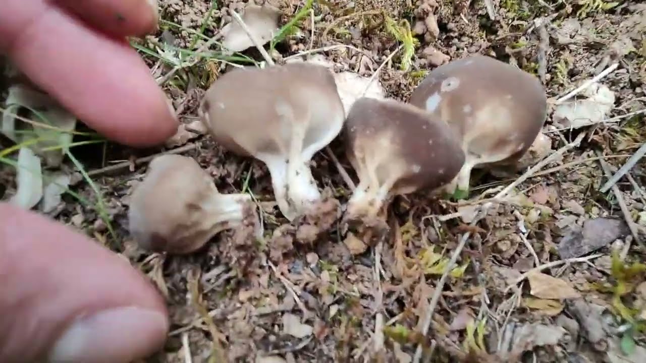 Pucheruelos. Curiosas setas comestibles de primavera. Helvella leucomelaena