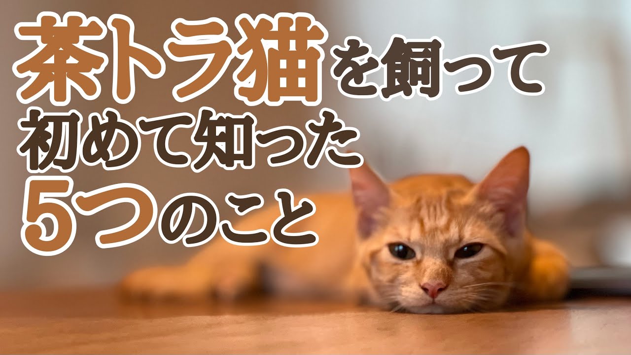 茶トラ猫は実は〇〇？！初めて知った茶トラ猫の5つのこと