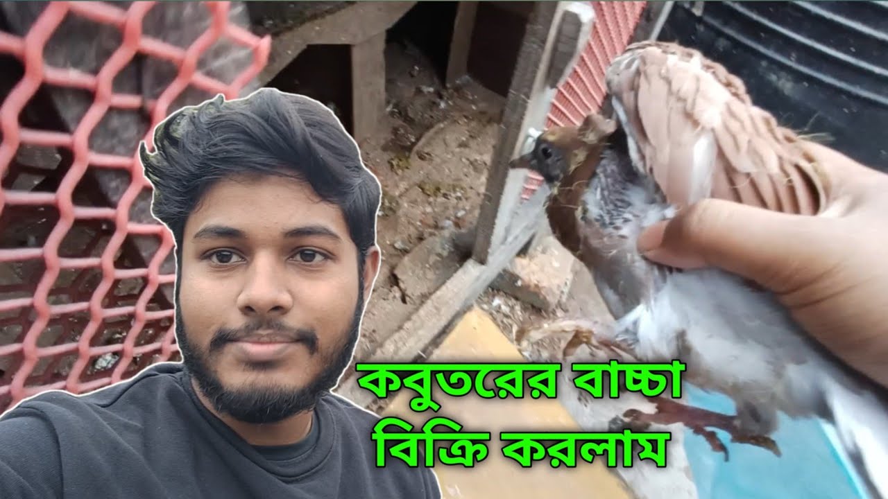 কবুতরের ২টা বাচ্চা বিক্রি করলাম | একজোরা বাচ্চা পালার জন্য রাখব | Deshi Golla Kobutor 